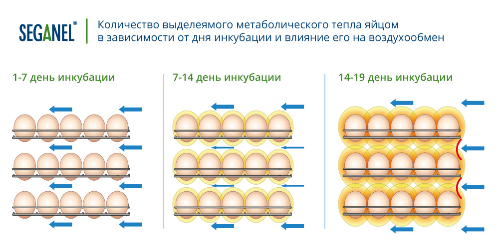 Количество выделеямого метаболического тепла яйцом  в зависимости от дня инкубации и влияние его на воздухообмен